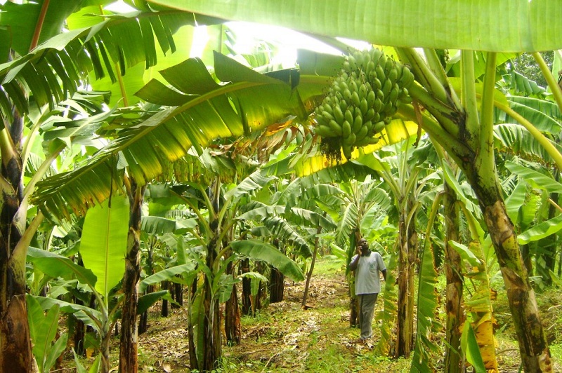 Banana_farming-candles khabar