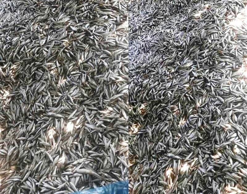 Fish-candles khabar