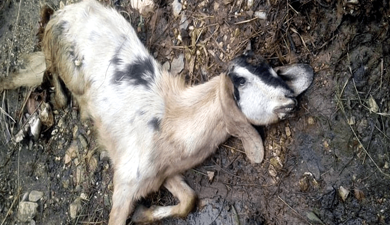 goat-candles khabar