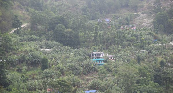 केराखेतीबाट रु तीन करोड आम्दानी