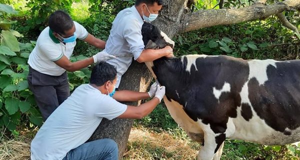 गण्डकी प्रदेशः पशुमा पूर्णखोप अभियान